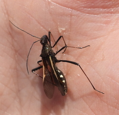 Megalotomus junceus