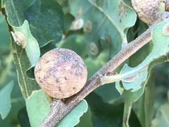 Andricus infectorius