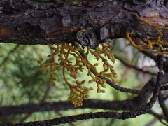 Arceuthobium americanum