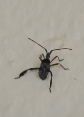 Leptoglossus corculus