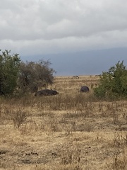 Hippopotamus amphibius