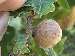 Andricus infectorius