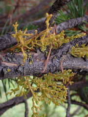 Arceuthobium americanum