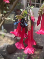 Xylocopa