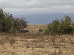 Hippopotamus amphibius