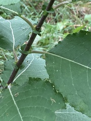 Salix aurita