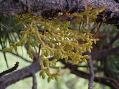 Arceuthobium americanum