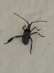 Leptoglossus corculus