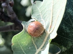Cynips quercus