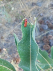 Tetraopes femoratus