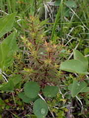 Galium boreale