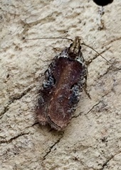Agonopterix lythrella