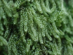 Hypnum circinale