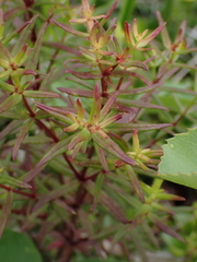 Galium boreale