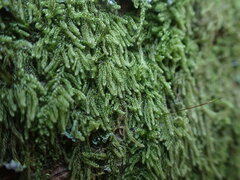 Hypnum circinale
