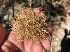 Andricus caputmedusae