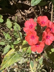 Phlox drummondii