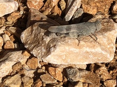 Oedipoda germanica