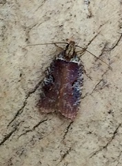 Agonopterix lythrella