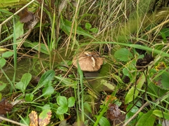 Leccinum scabrum