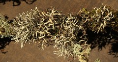 Heterodermia leucomelos