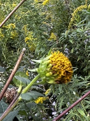 Helianthus hirsutus