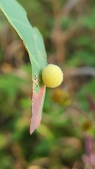 Philonix fulvicollis