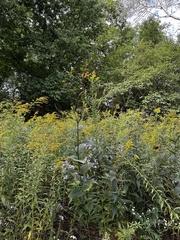 Helianthus hirsutus