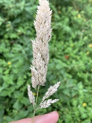 Holcus lanatus