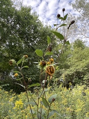 Helianthus hirsutus