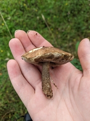 Leccinum scabrum