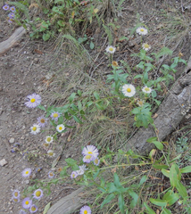 Erigeron formosissimus
