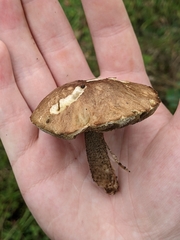 Leccinum scabrum