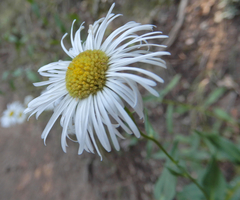 Erigeron formosissimus