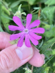 Silene dioica