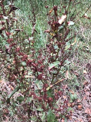 Rumex sanguineus