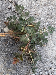 Lomatium martindalei