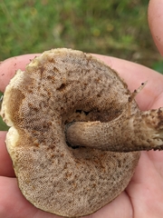Leccinum scabrum