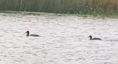 Aythya affinis