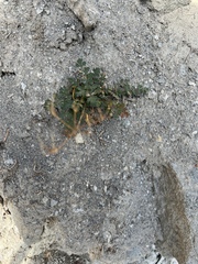 Lomatium martindalei