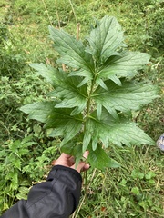 Valeriana officinalis