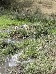 Threskiornis aethiopicus