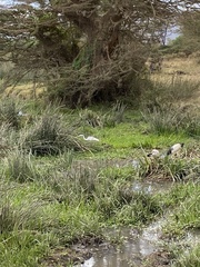 Threskiornis aethiopicus