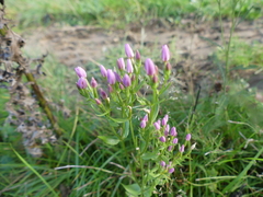 Centaurium