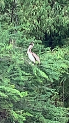 Pelecanus occidentalis