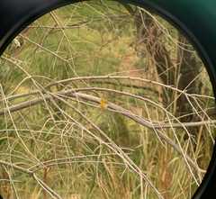 Protonotaria citrea
