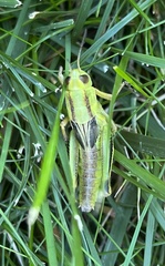 Melanoplus bivittatus