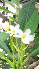Plumeria