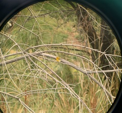 Protonotaria citrea