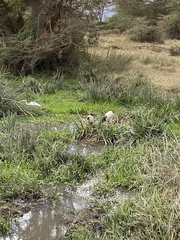 Threskiornis aethiopicus